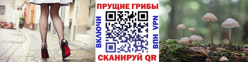 блэк спрут как зайти  Камызяк  Псилоцибиновые грибы прущие грибы 